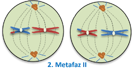 metafaz 2 evresi biyoloji 