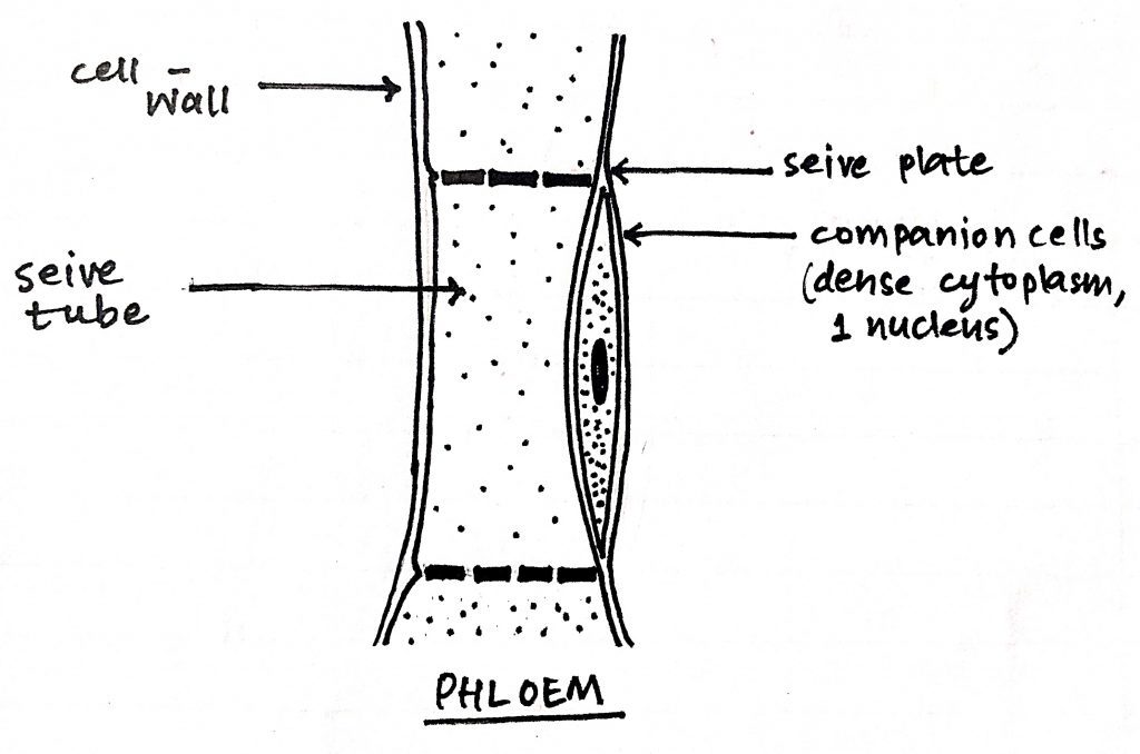 Diagram of phloem