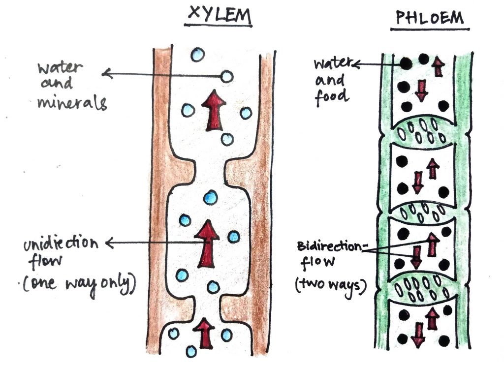 Diagram xylem and phloem functions