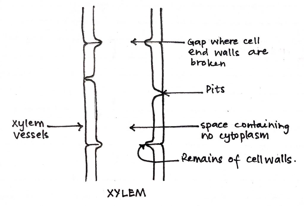 Diagram of xylem 