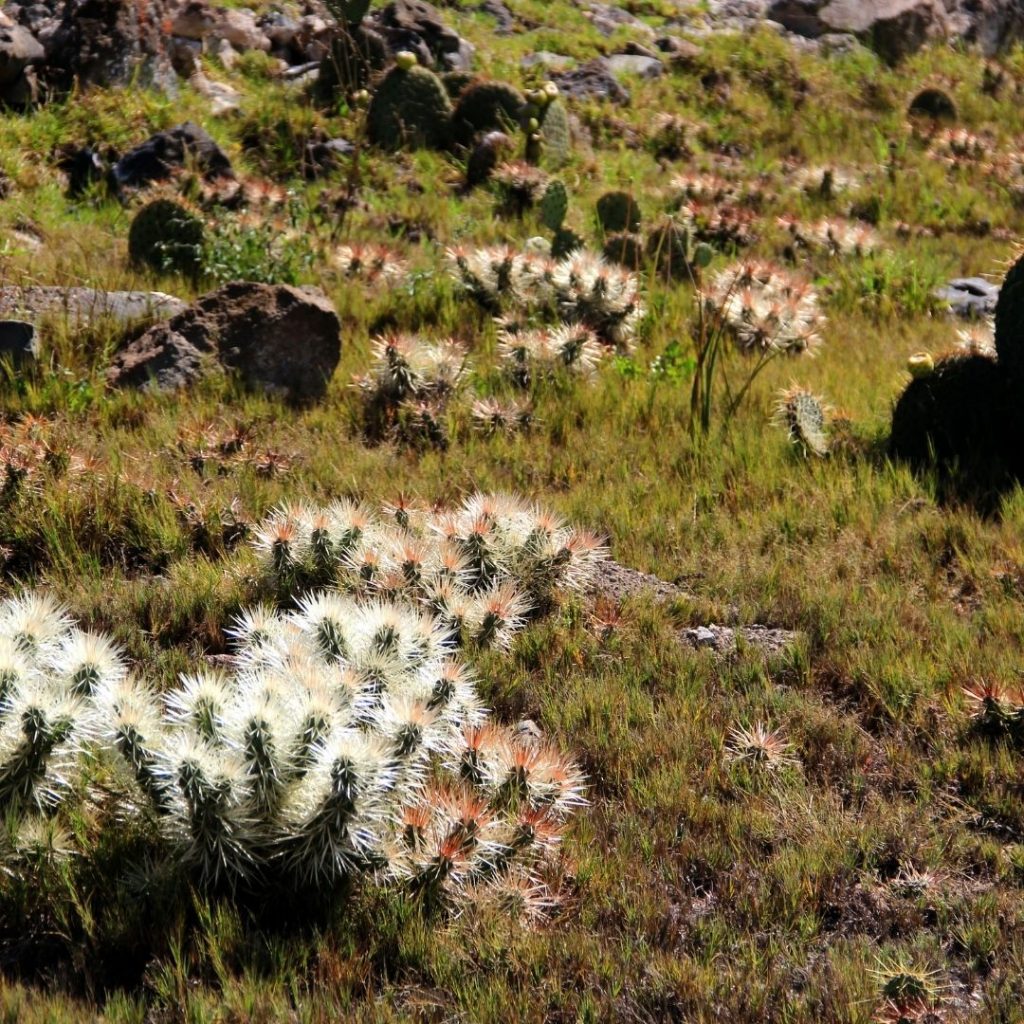 desert ecosystem image