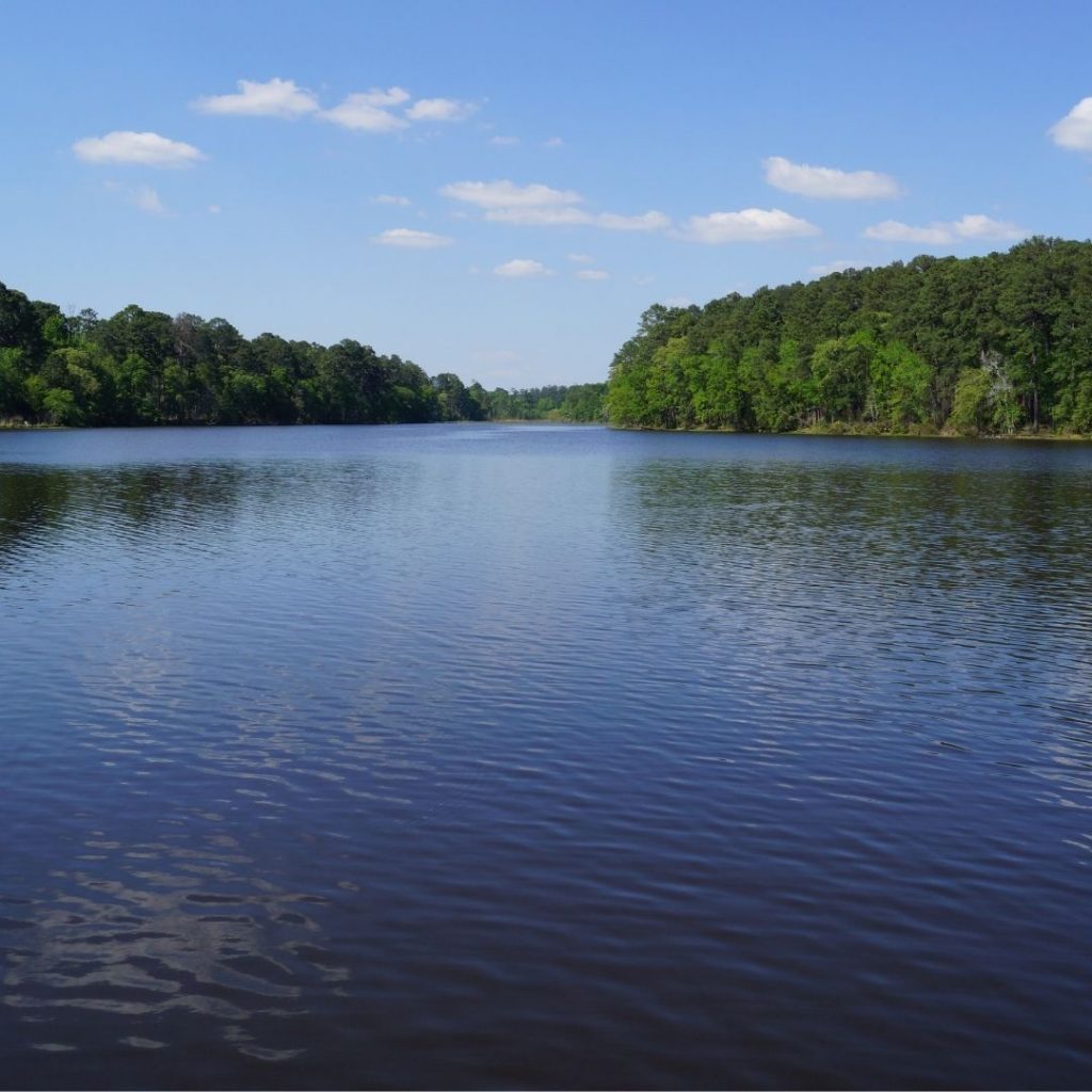 freshwater ecosystem image