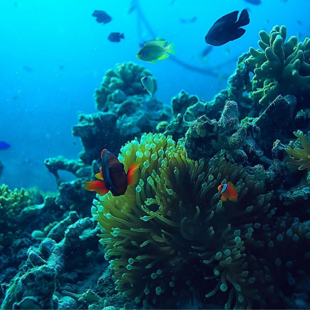 marine ecosystem image