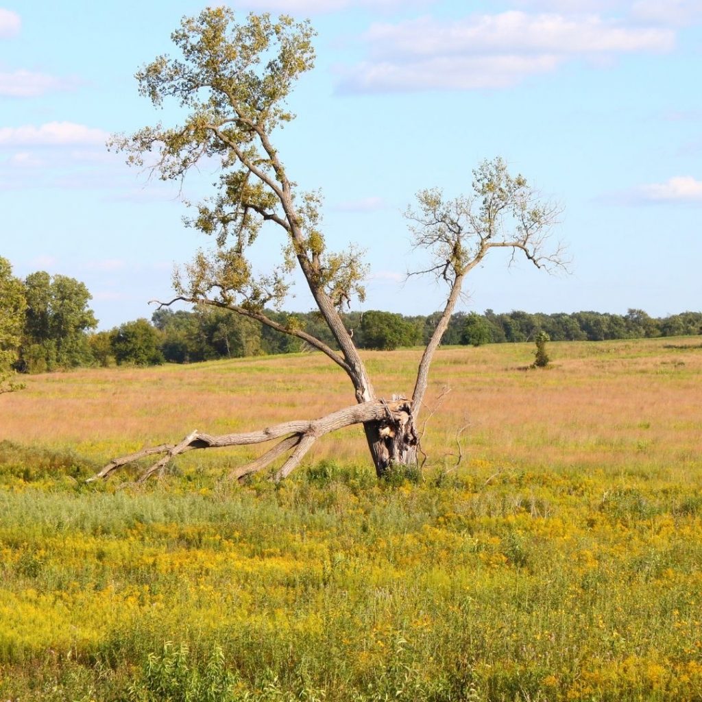 grassland ecosystem image