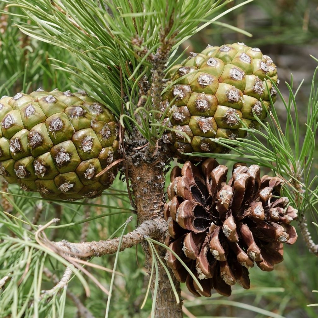 Pinus gymnosperm example