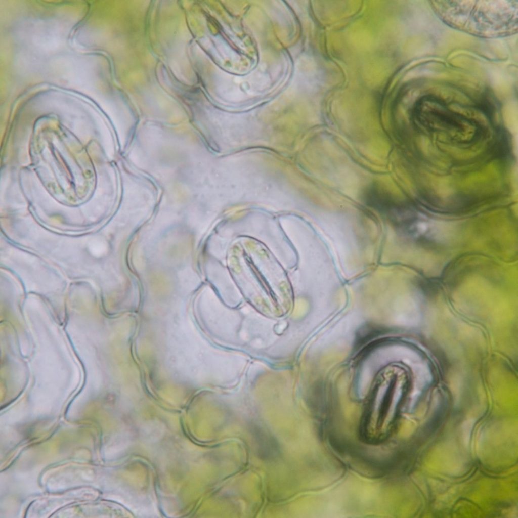 guard cells and subsidiary cells of stomata